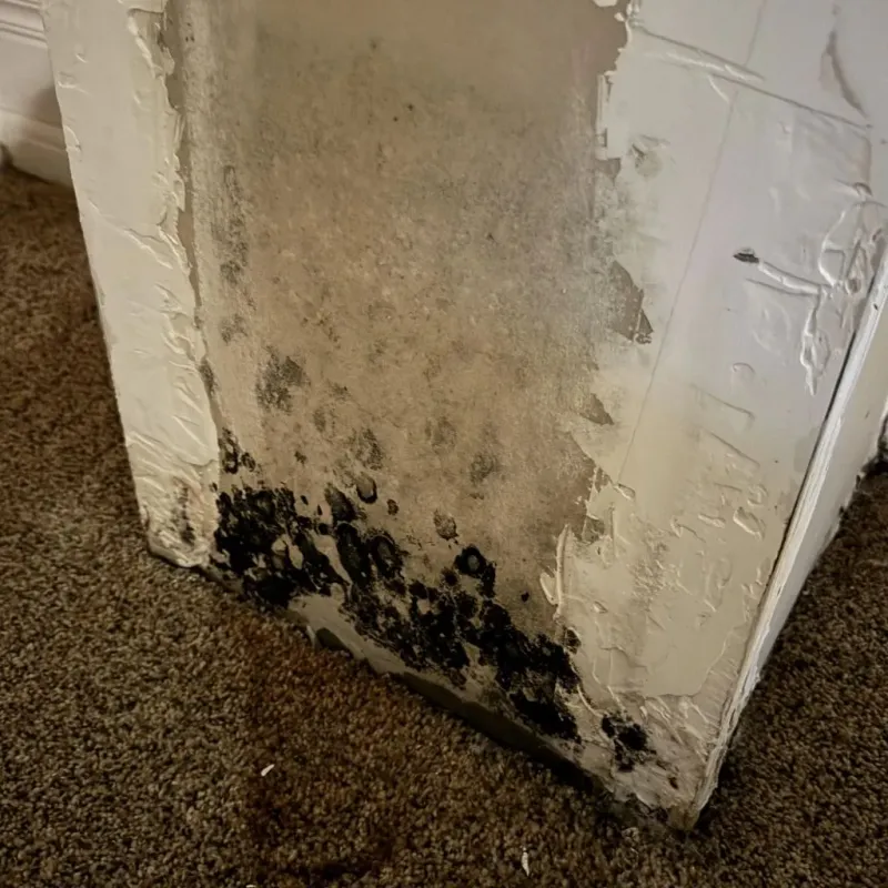 Professional Mold Removal in North Center, IL